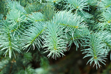 Blue fir tree, close up