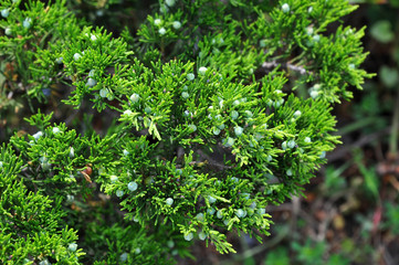 Juniper plant with fruit