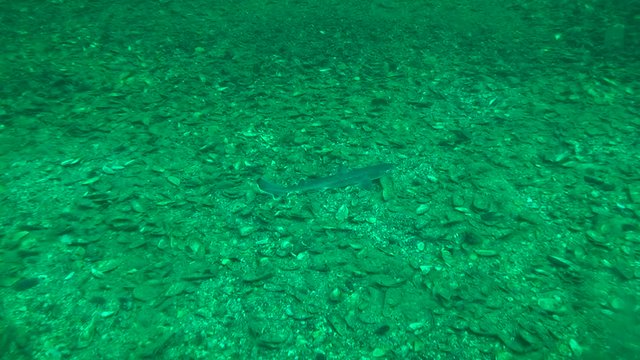 Spiny dogfish (Squalus acanthias) rises from the bottom and slowly swims away into the distance.
