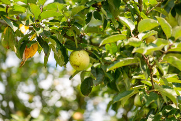 ein Apfel am Baum auf der Streuobstwiese