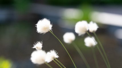 Kwiat kwiaty dmuchawce biały białe rozmycie bokeh