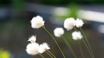 Kwiat kwiaty dmuchawce biały białe rozmycie bokeh © Dreamnordno