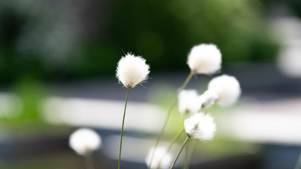 Kwiat kwiaty dmuchawce biały białe rozmycie bokeh - obrazy, fototapety, plakaty