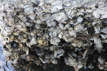 牡蠣の群生(宮城県)