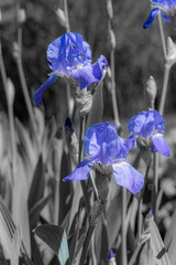 Kwiat kwiaty niebieski - obrazy, fototapety, plakaty