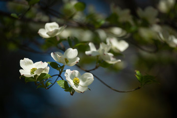 White Dogwood Blooms in Sunlight in the Springtime