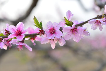In full bloom in the peach blossom