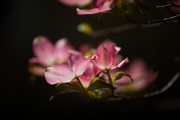 Pink Dogwood Blooms in Sunlight in the Springtime