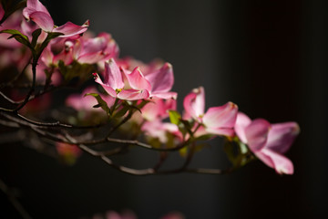 Pink Dogwood Blooms in Sunlight in the Springtime