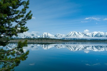 Snowy mountains reflected in calm lake with single pine tree in immediate foreground