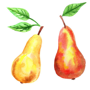 Red pear, yellow pear and green leaves. Hand drawn watercolor illustration. Isolated on white background.