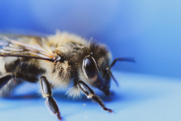 Macro closeup of honey bee against vivid blue background, copy space for text
