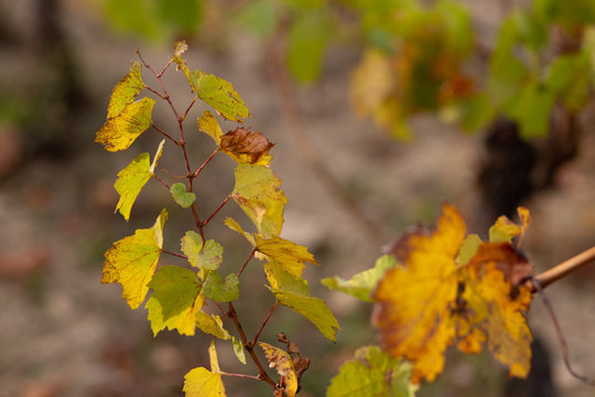Vineyard in autumn. Dry grass and yellow leaves. Nature blurred background. Shallow depth of field. Toned image. Copy space.