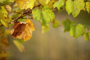 Autumn leaves of grapes. Grapevine in the fall. Autumn vineyard. Soft focus. Copy space. 