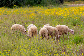 Obraz premium Sheep graze in a meadow