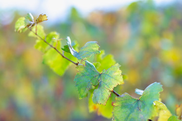 Autumn vineyard. Soft focus. Copy space. Toned image.