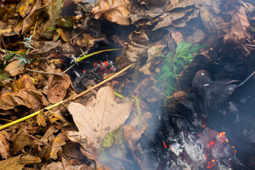 Burning pile of dry leaves and plants during typical autumn garden work