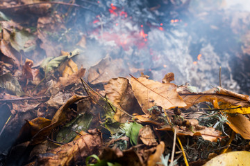 Burning pile of dry leaves and plants during typical autumn garden work