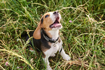 Beagle puppy,tongue out, sitting on the grass and looking up