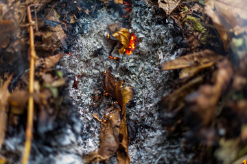 An oak leaf slowling burning in a pile of brown leaves and hot ashes