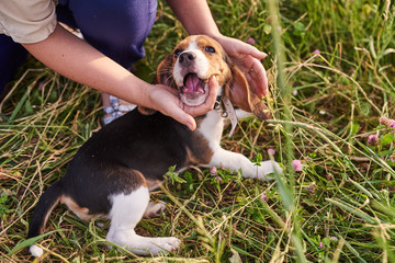 Beagle puppy is played with human hands, lying on the grass