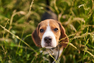 Beagle puppy looking up, selective focus