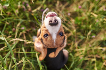 Beagle puppy, with funny wrapped ears, looks up