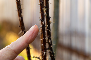 The gardener touches the plant thorns with his bare hands without gloves. Caution in gardening.
