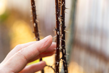 The gardener touches the plant thorns with his bare hands without gloves. Caution in gardening.
