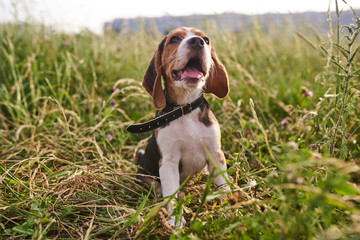 Beagle puppy, tongue sticking out, sitting on the grass and looking up