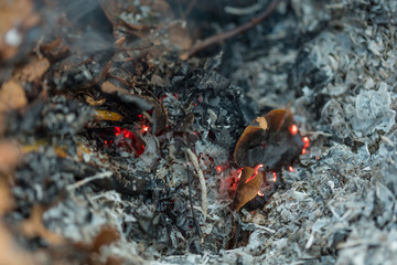 An oak leaf slowling burning in a pile of brown leaves and hot ashes