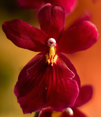 Detail on a red pink tropical blooming orchid plant in spring in a tropical glasshouse. Orchidaceae in bloom.