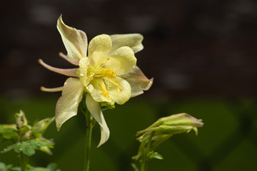 yellow columbine flower against dark shadow in may