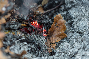 An oak leaf slowling burning in a pile of brown leaves and hot ashes