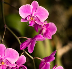 Detail on a pink tropical blooming orchid plant in spring in a tropical glasshouse. Orchidaceae in bloom.