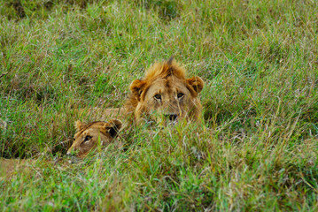 Two lions a male and a female