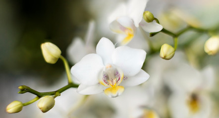 Fototapeta na wymiar Detail on a white tropical blooming orchid plant branch in spring in a tropical glasshouse. Orchidaceae in bloom.