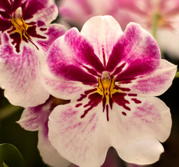 Detail on a pink,white and yellow tropical blooming orchid plant in spring in a tropical...
