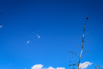 Blue sky with dry tree branch in Yellowstone National Park