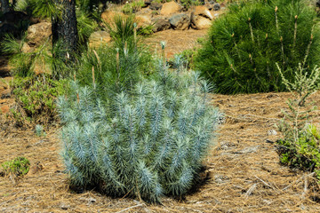 Turquoise sprout of Canarian Pine tree. plants and dry needles background. Corona Forestal, south of Tenerife, Canary Island, Spain.