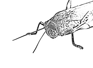 Creative grasshopper detail