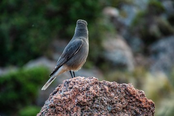 Pajaro