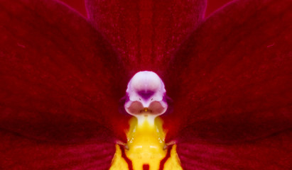 Detail on a red pink tropical blooming orchid plant in spring in a tropical glasshouse. Orchidaceae in bloom.