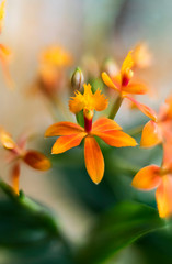 Detail on an yellow and pink tropical blooming orchid plant in spring in a tropical glasshouse. Orchidaceae in bloom.