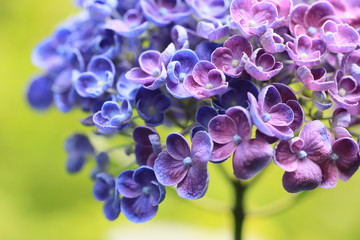 左右の色が青と紫に分かれた紫陽花