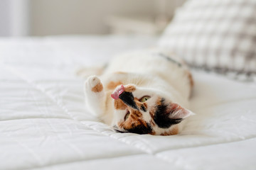 Closeup of playful calico cat on white bed