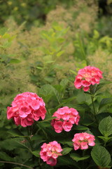 庭に咲いた鮮やかなピンクの紫陽花