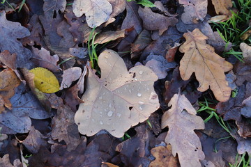 autumn leaves