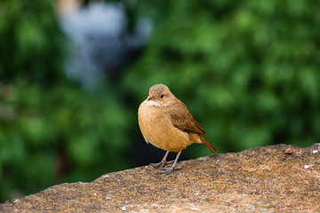 close in bird João de Barro, Scientific name Furnarius rufus