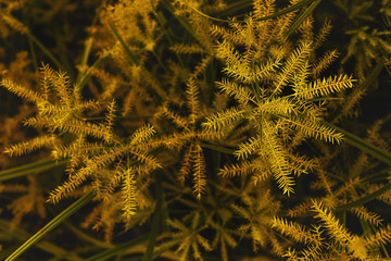 Flowers of  papyrus sedges,Natural background and wallpaper with color toned.